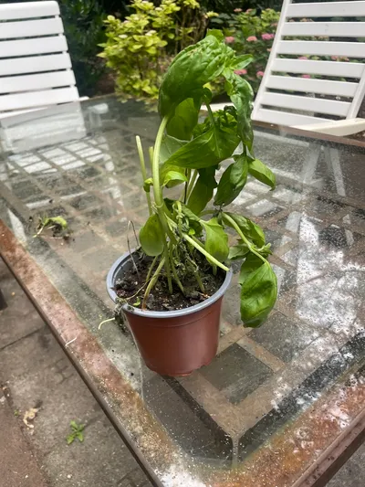 Basil — Basilikum
