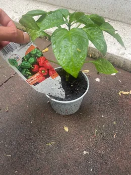 Bell pepper starter plant before transplanting into the sunny bed.