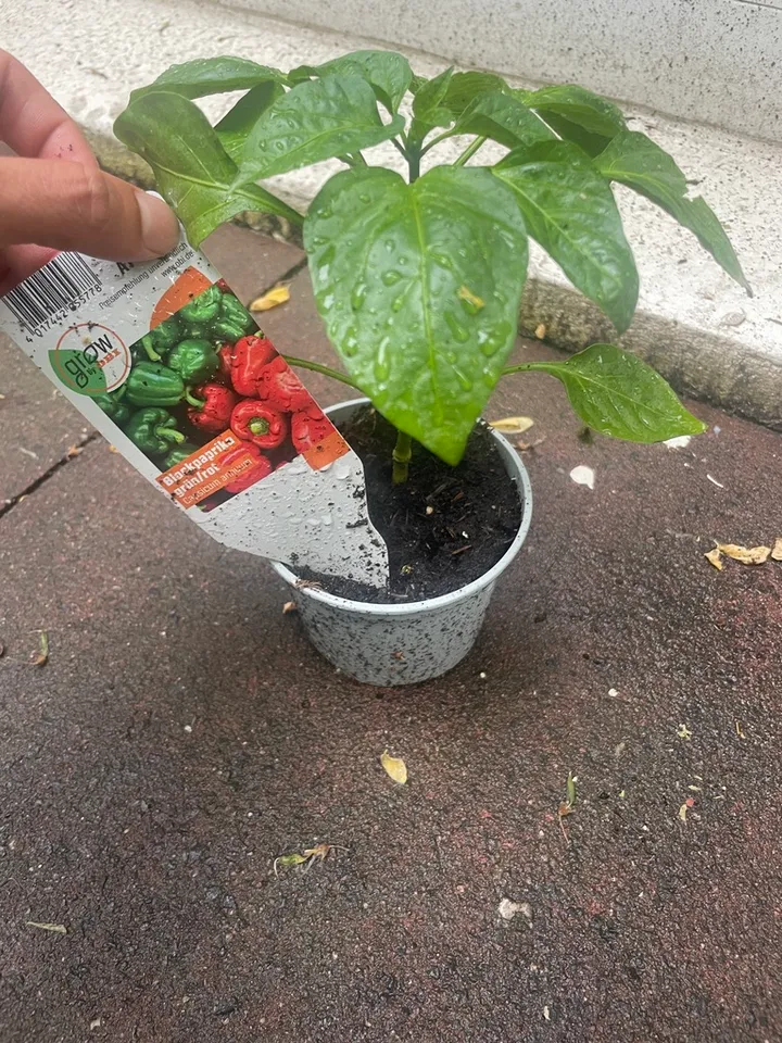 Bell pepper (mixed colors) — Blockpaprika bunt