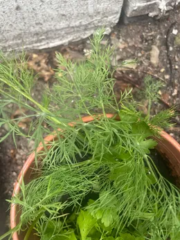 Dill and parsley starter plants before being moved into the herb area.