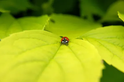 Ladybug — Marienkäfer