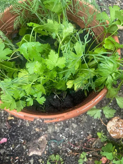 Flat-leaf parsley — Glatte Petersilie