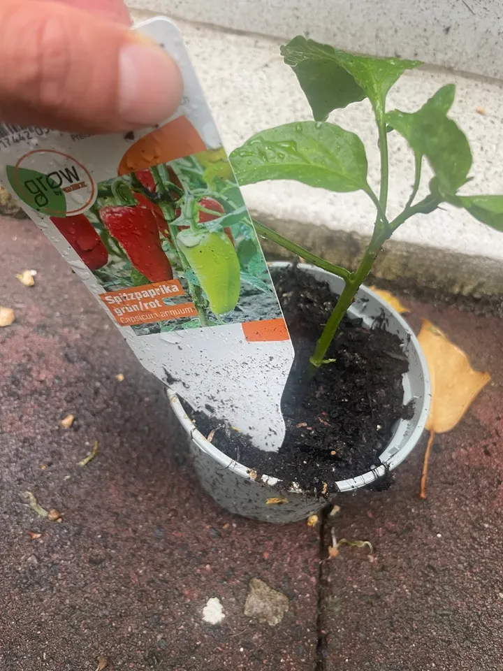 Pointed pepper — Spitzpaprika