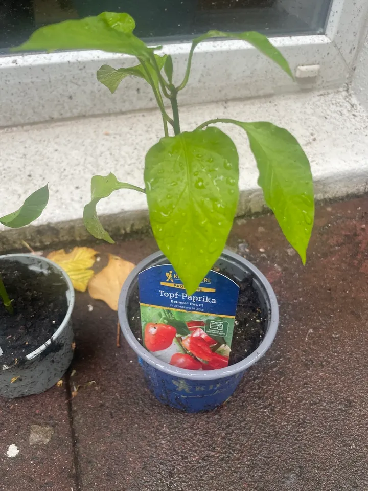 Pot pepper 'Belinda Red F1' — Topf-Paprika 'Belinda Rot F1'