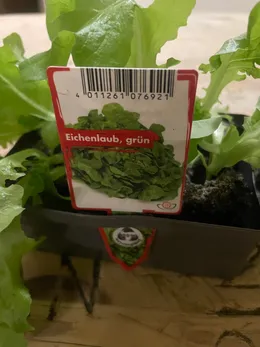 Eichenlaub green lettuce starter plants before transplanting.