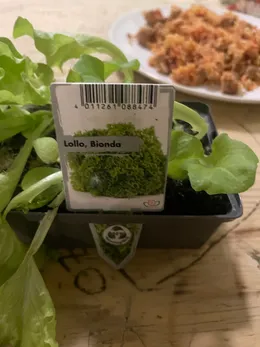 Lollo Bionda lettuce starter plants before transplanting.