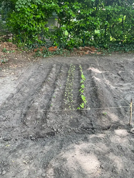 First lettuce seedlings planted in prepared rows at the Garden Lodge plot.