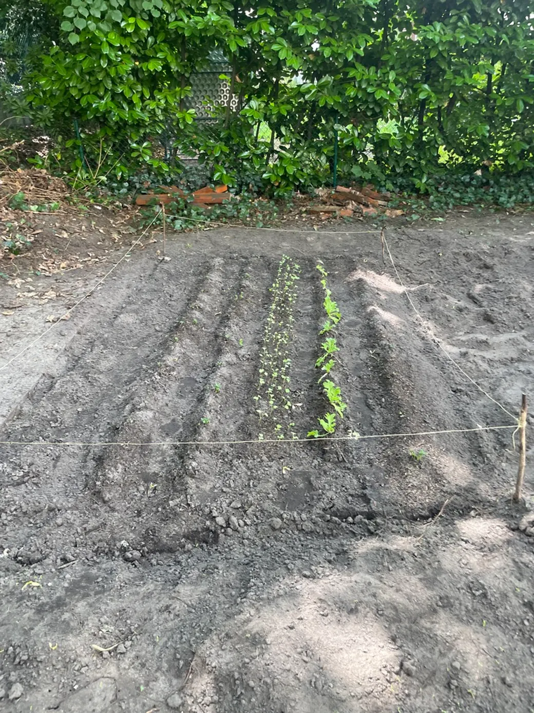 First plantings