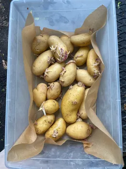 Seed potatoes with visible sprouts before cutting and planting.
