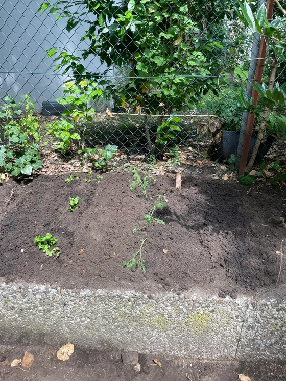 Result of Sprint 3 with herbs and flowers planted in partial shade.