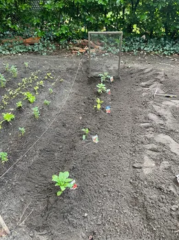 Sunny bed with newly transplanted peppers and one tomato near a small garden grid.
