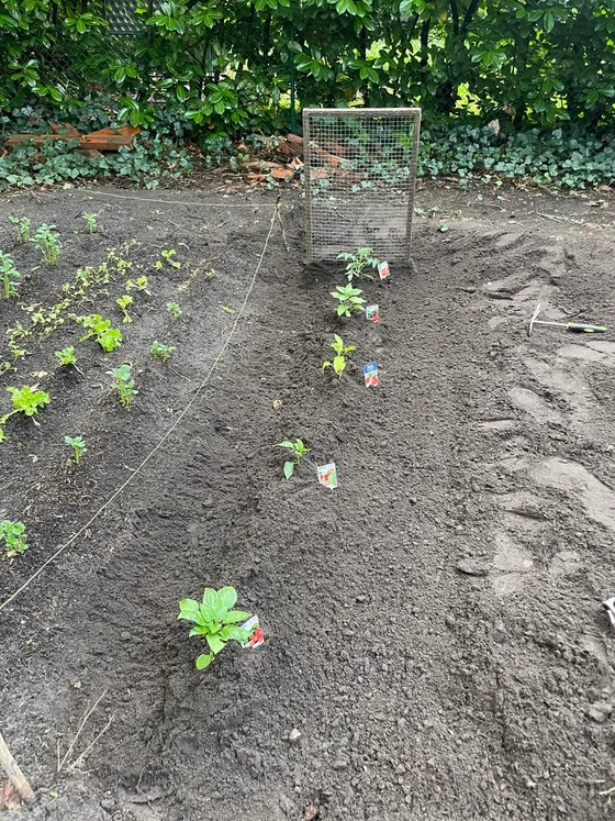 Result of Sprint 3 with peppers and tomato planted in the sunny bed.