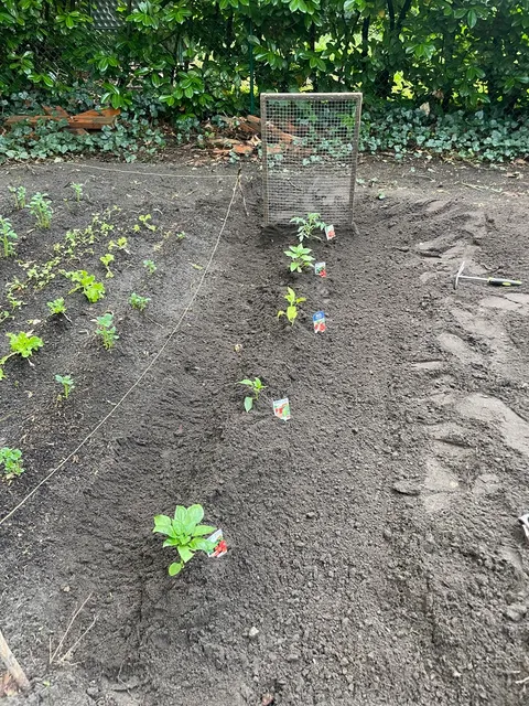 Warm-season transplants
