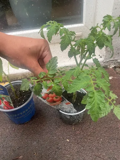 Tomato — Tomate