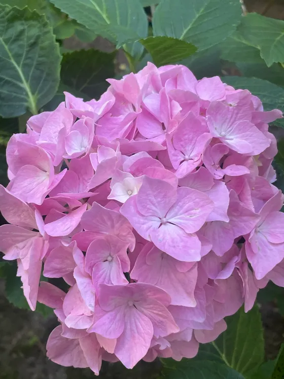 Pink hydrangea in bloom at the Garden Lodge plot